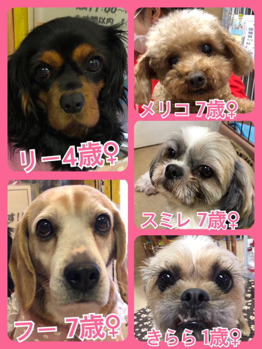 🐾今日の里親様募集中ワンコ🐶メンバーです🐾2019,2,27